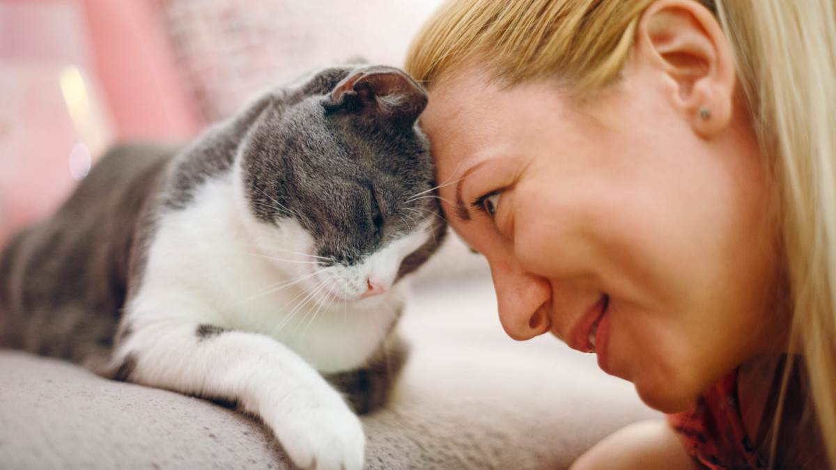 Tierkrankenversicherung Katzen