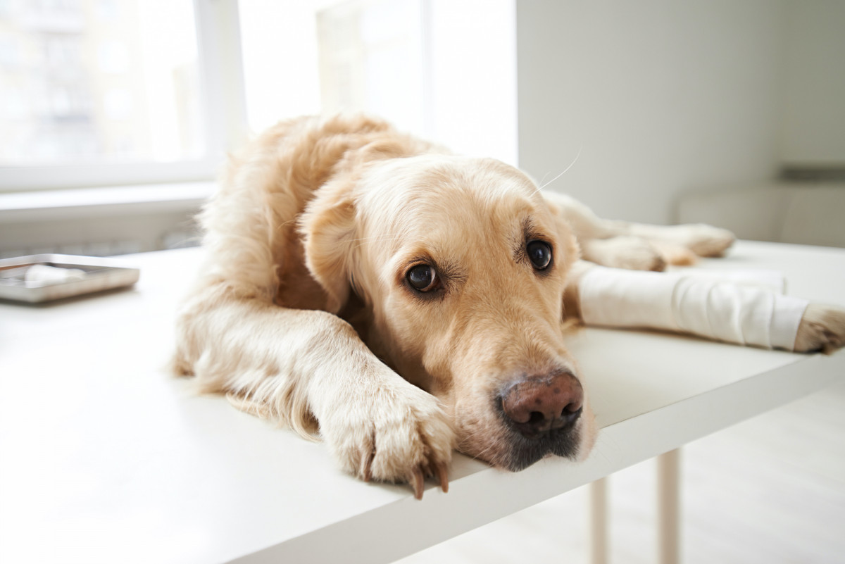 Hunde und Katzen leben in beinahe jedem zweiten deutschen Haushalt, und Tierkrankenversicherungen stehen bei den Besitzern hoch im Kurs.