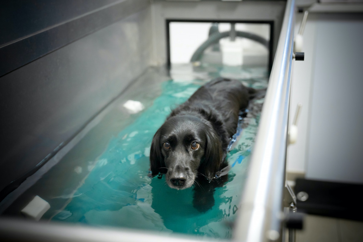 Auch Hunde und Katzen können verspannt sein oder nach einem Unfall Physiotherapie benötigen. In solchen Fällen empfiehlt der Tierarzt eine Behandlung.