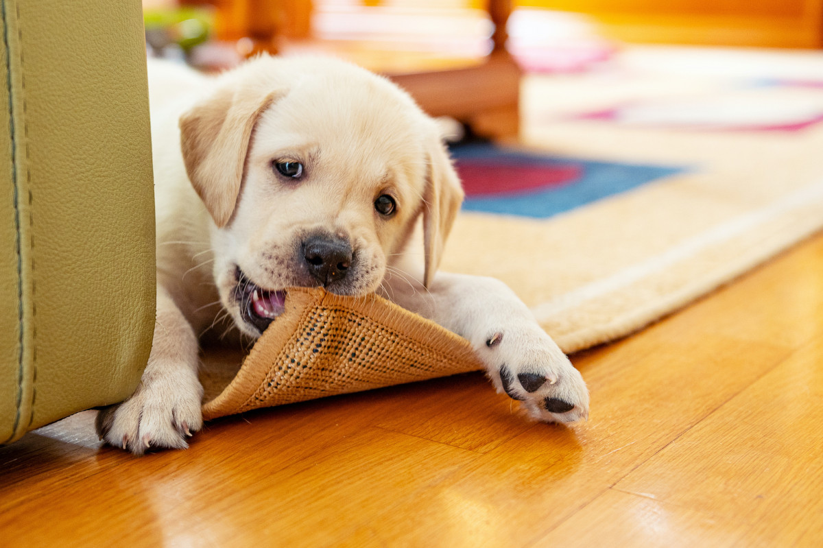 Wenn Hunde richtig zubeißen, kann das weitreichende, auch finanzielle, Folgen haben. Eine Hundehalterhaftpflichtversicherung schützt den Hundehalter genau davor.